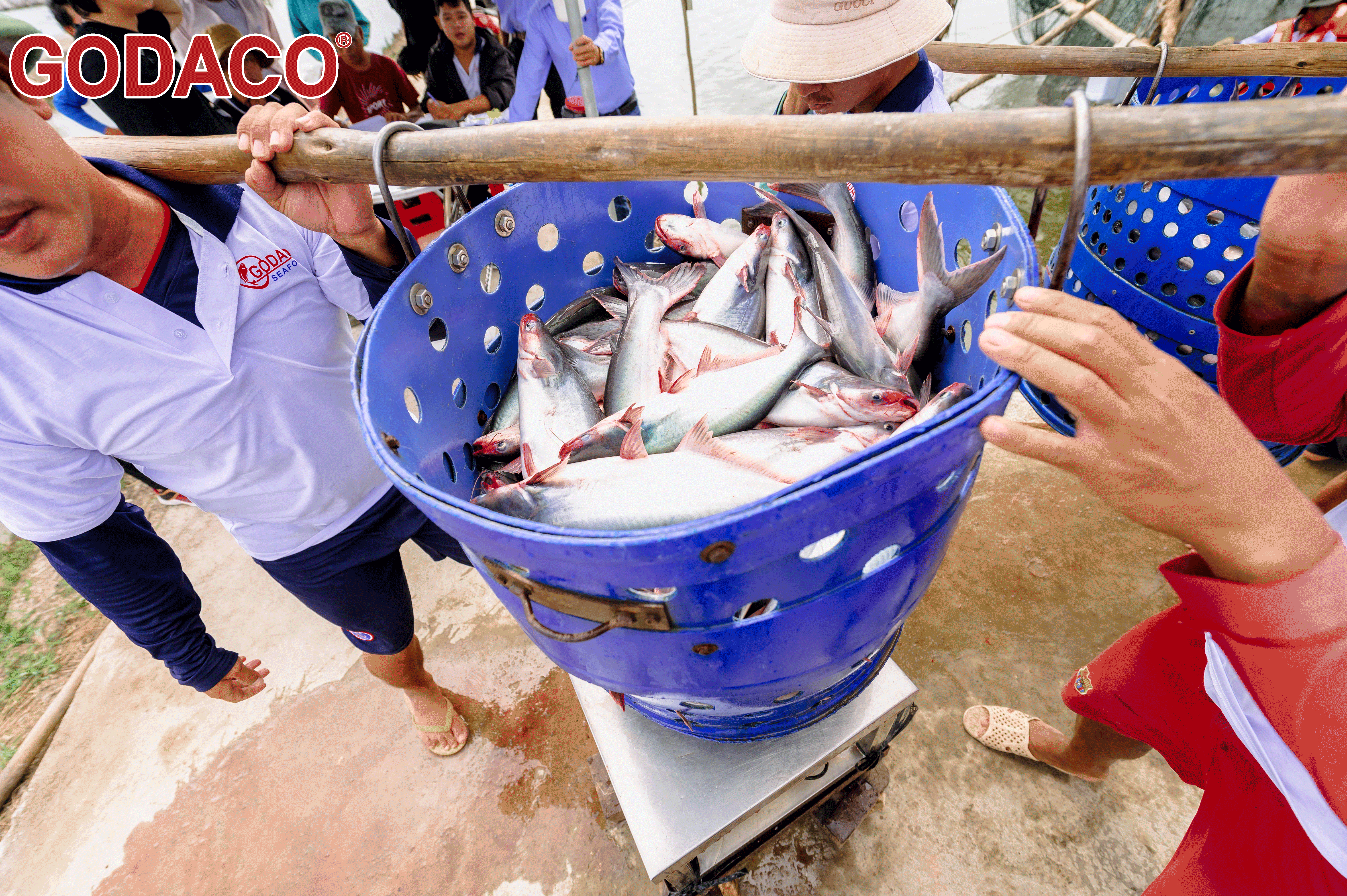 Tien Giang farmers are excited to harvest pangasius because of high prices after Tet holiday